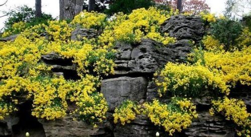 Цветок алиссум – уход и посадка в открытый грунт, сорта с фото33
