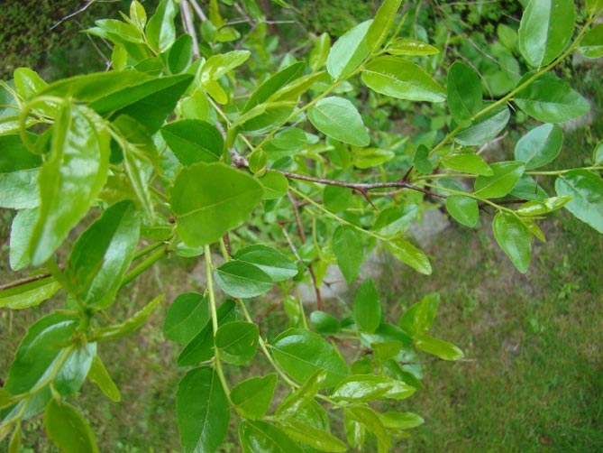 дерево унаби (китайский финик, зизифус) – посадка, выращивание и уход, сорта2