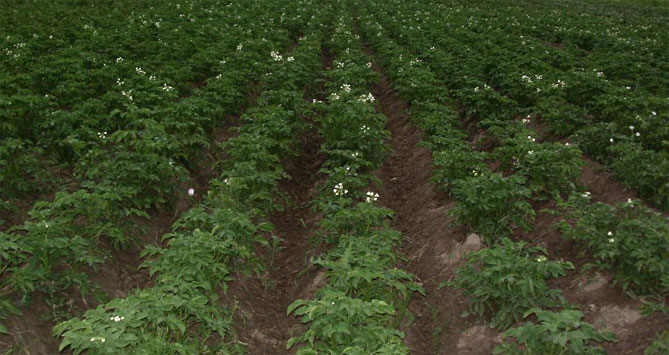 Характеристика картофеля Скарб: описание сорта, урожайность, фото, отзывы1