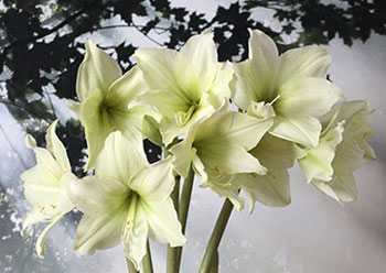 Цветок гиппеаструм – уход в домашних условиях, сорта с фото8
