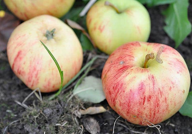 Полосатая корица: описание сорта яблони, опылители, урожайность, отзывы и фото1