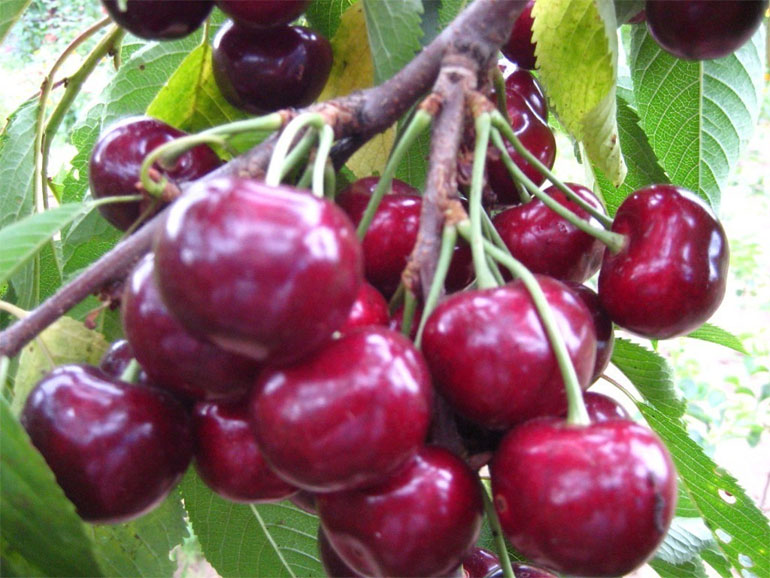 Сорт вишни Крупноплодная — описание и фото, опылители и морозостойкость0