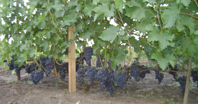 Виноград Кодрянка: характеристика и описание сорта, морозостойкость, урожайность, отзывы5