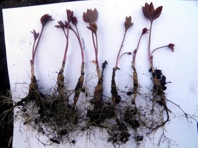Травянистые и древовидные пионы: размножение и посадка, уход в открытом грунте (удобрение, полив)34