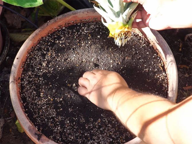 Как вырастить ананас дома из верхушки (хвоста) пошагово, фото12