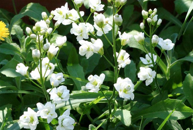 Фото и названия многолетних почвопокровных растений — цветущих и вечнозеленых84