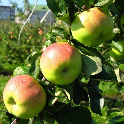 Описание сорта яблони Богатырь: морозостойкость, опылители, отзывы2
