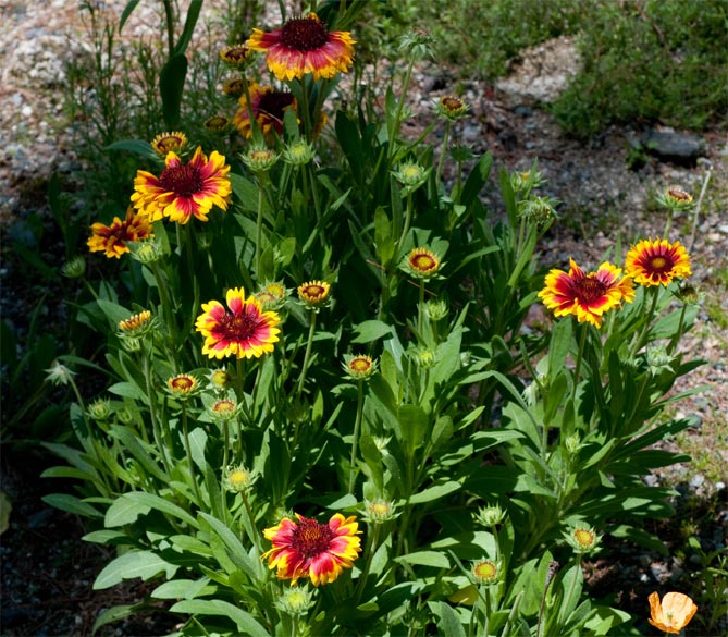 Многолетний цветок гайлардия – посадка и уход, выращивание рассады из семян, 8 сортов