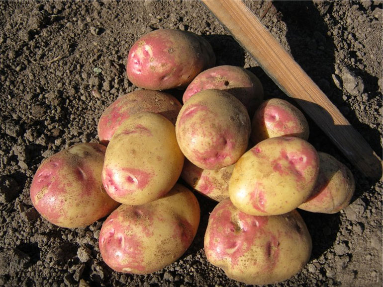 Описание и характеристика сорта картофеля Пикассо, урожайность, отзывы, фото0
