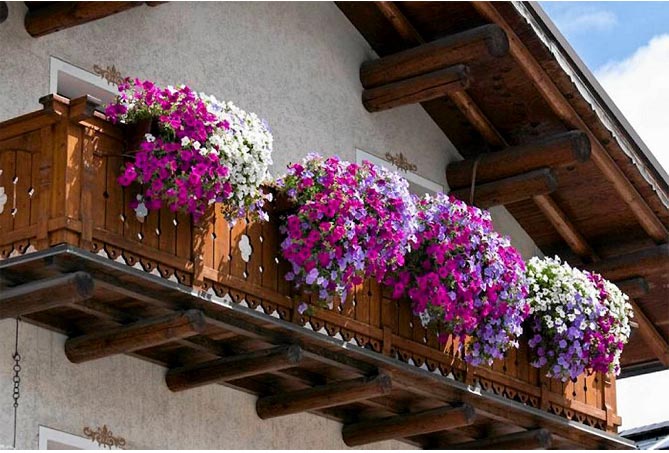 Какие цветы выращивают на балконе фото и названия25