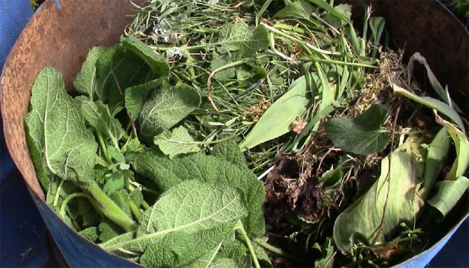 Как приготовить травяной чай для подкормки растений - рецепты3