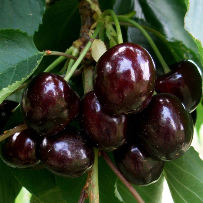 Описание сорта вишни Ипут - опылители, урожайность, отзывы и фото3