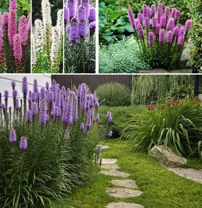 Описание многолетних садовых цветов давать с названиями и фото30