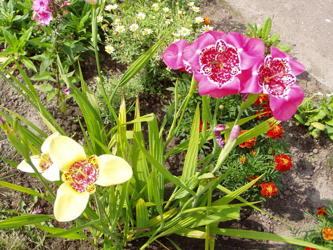Цветок тигридия павлинья: посадка, выращивание и уход в открытом грунте, сорта, фото23