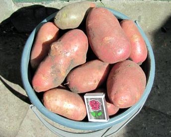 Сорт картофеля Ред Скарлет – описание, отзывы, фото6