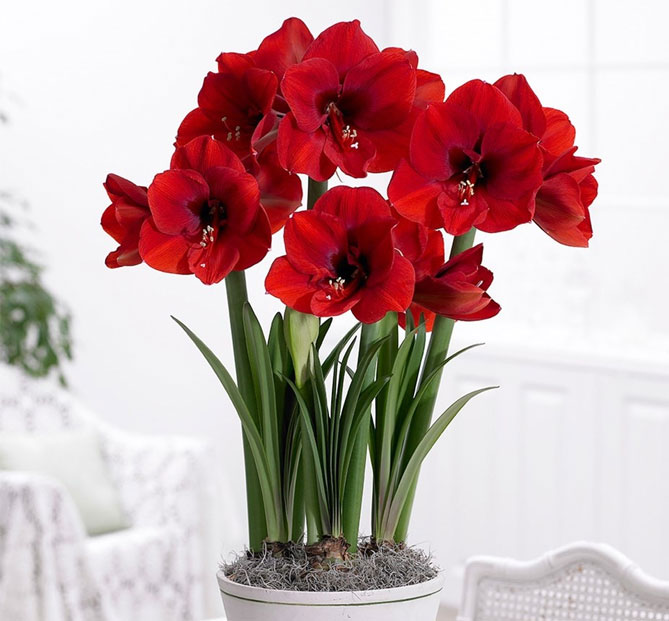 Цветок гиппеаструм – уход в домашних условиях, сорта с фото3