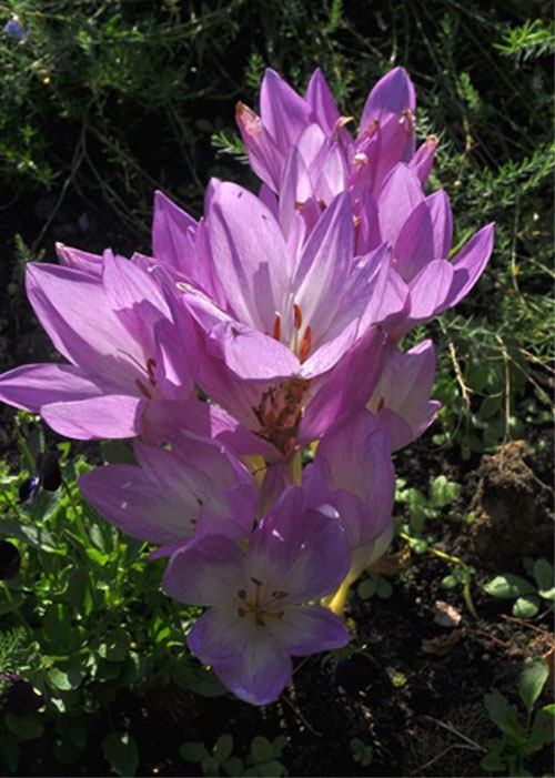 Цветок безвременник: посадка и уход в саду, фото сортов и видов с описанием.35