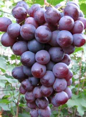 Виноград НиЗина – отличный выбор любительских сортов для начинающих