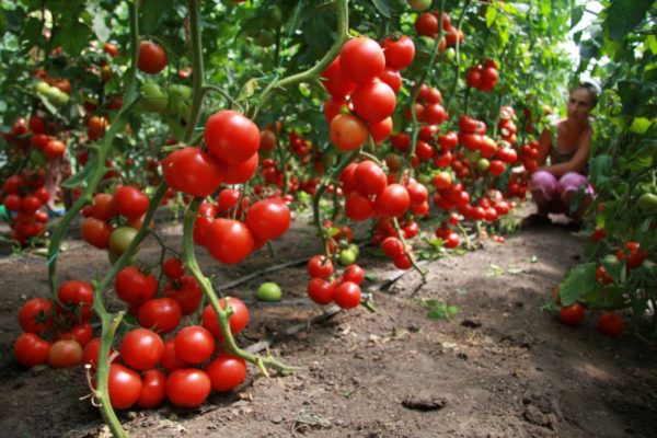 Помидор Дубрава: как получить хороший урожай