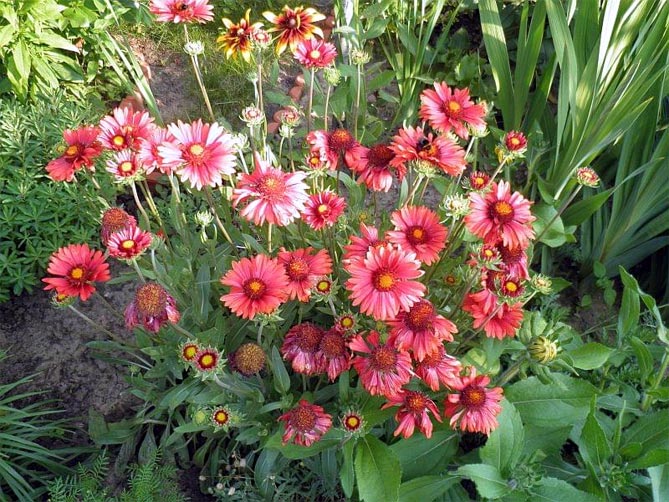 Многолетний цветок гайлардия – посадка и уход, выращивание рассады из семян, 47 сортов