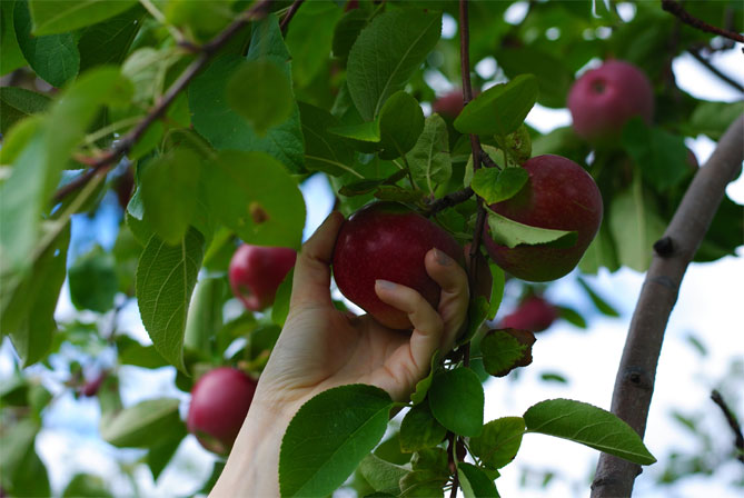 Сорт яблони Волчья — описание и фото, морозостойкость, отзывы5