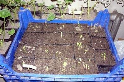 Выращивание георгин: уход, размножение и посадка в открытом грунте38