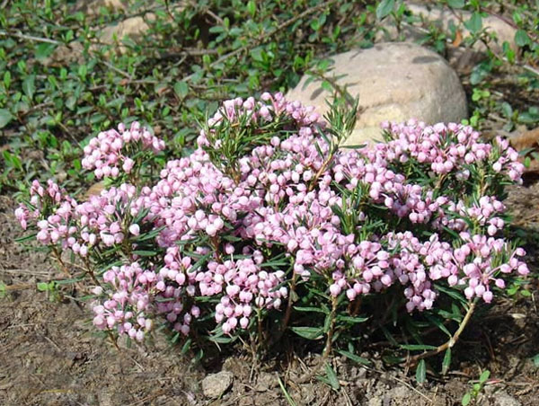 Лучшие растения для альпийской горки – цветы, многолетники, хвойные58