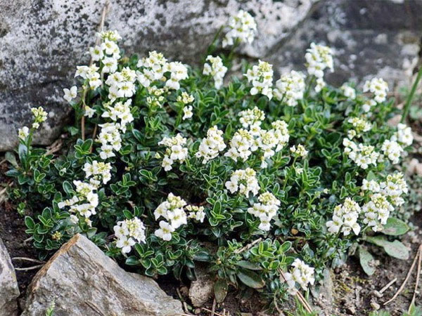 Лучшие растения для альпийской горки – цветущие, многолетние, хвойные49