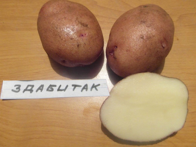 Описание лучших сортов картофеля для средней полосы России: самые урожайные и вкусные14