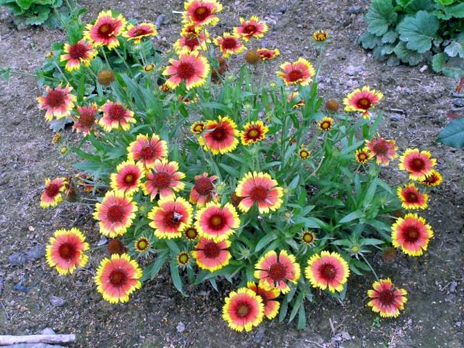 Многолетний цветок гайлардия – посадка и уход, выращивание рассады из семян, сорта46