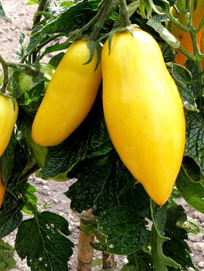 Характеристика сорта помидор Банановые ножки: описание и фото, урожайность, отзывы7