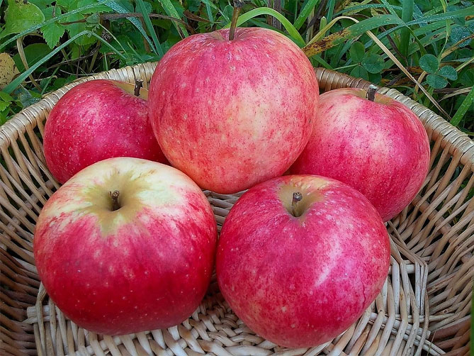 Сорт яблони Штрифлинг (Streifling, осенняя полоска) — описание популярной яблони, фото12