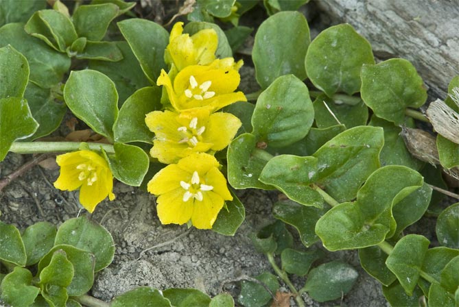 Фото и названия многолетних почвопокровных растений: цветущих и вечнозеленых72