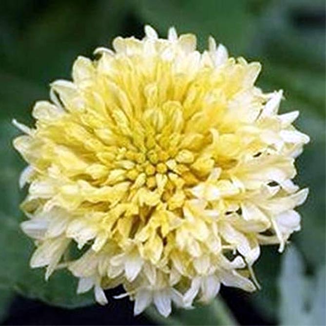 Многолетний цветок гайлардия – посадка и уход, выращивание рассады из семян, сорта31