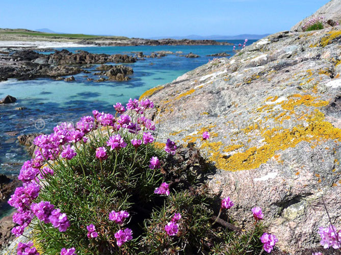 Цветок армерия приморская – посадка и уход, размножение, сорта с описанием и фото10