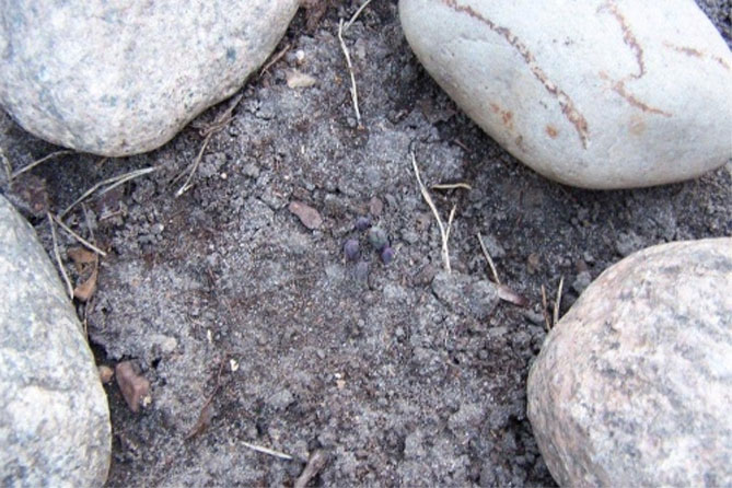 Платикодон – посадка, выращивание и уход в открытом грунте, фото, описание сортов32