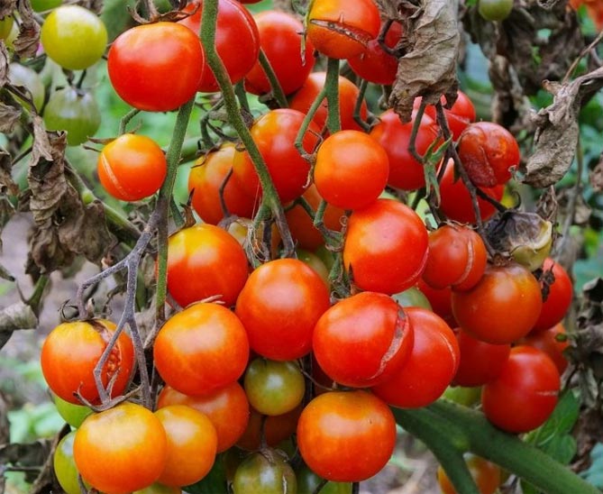 Болезни и вредители томатов — фото и описание, профилактика и лечение25