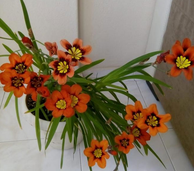Цветы спараксиса: посадка, выращивание и уход в открытом грунте, фото в саду, сорта22