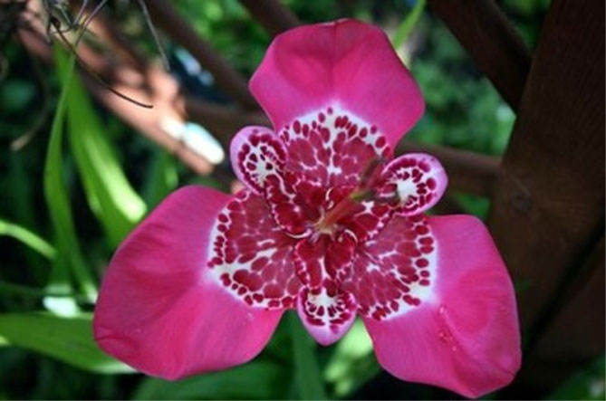 Тигридия павлинья цветочная: посадка, выращивание и уход в открытом грунте, сорта, фото12