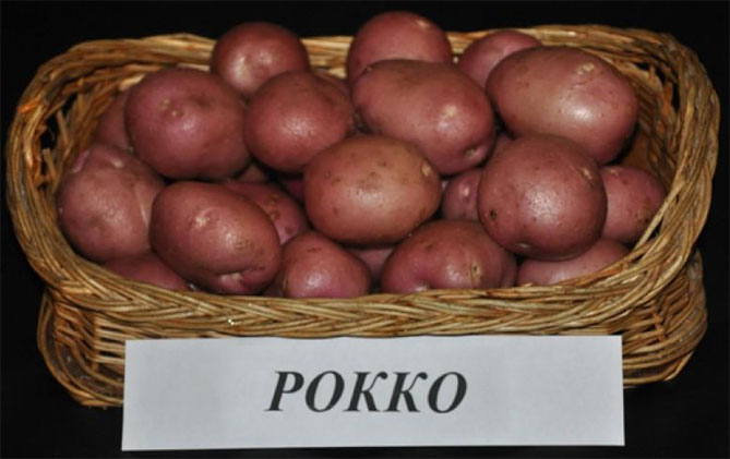Картофель Рокко — характеристика и описание сорта, отзывы, вкус
