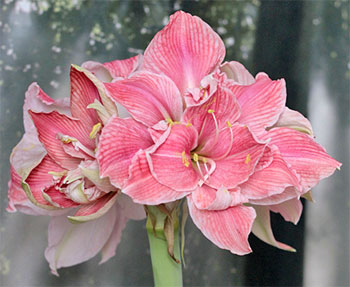 Цветок гиппеаструм — уход в домашних условиях, сорта с фото12