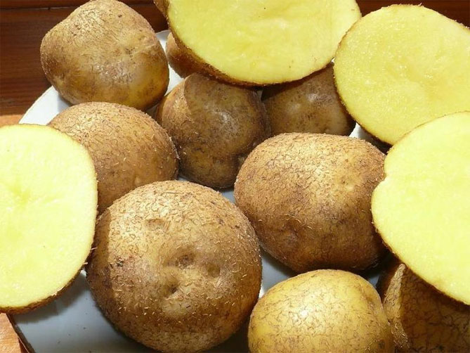 Сорт раннего картофеля Винета - описание, характеристика и отзывы, агротехника4