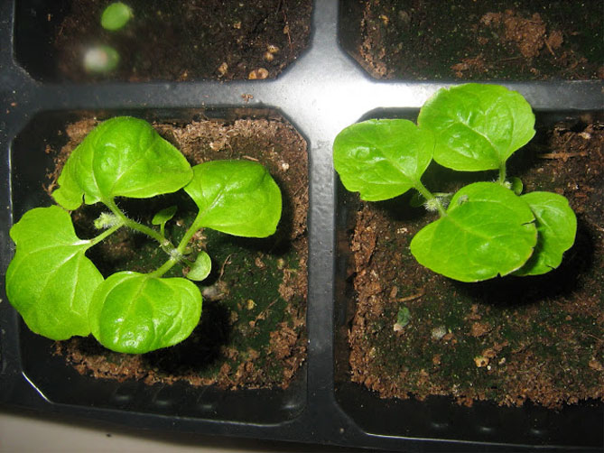 Агератум - выращивание из семян, посадка и уход, размножение20