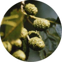 Ольха — описание и фото дерева, листьев, шишек4