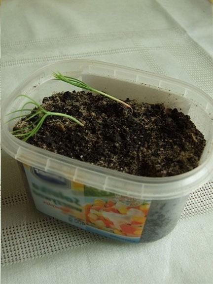 Как вырастить ананас дома: посев семян, уход за растениями10