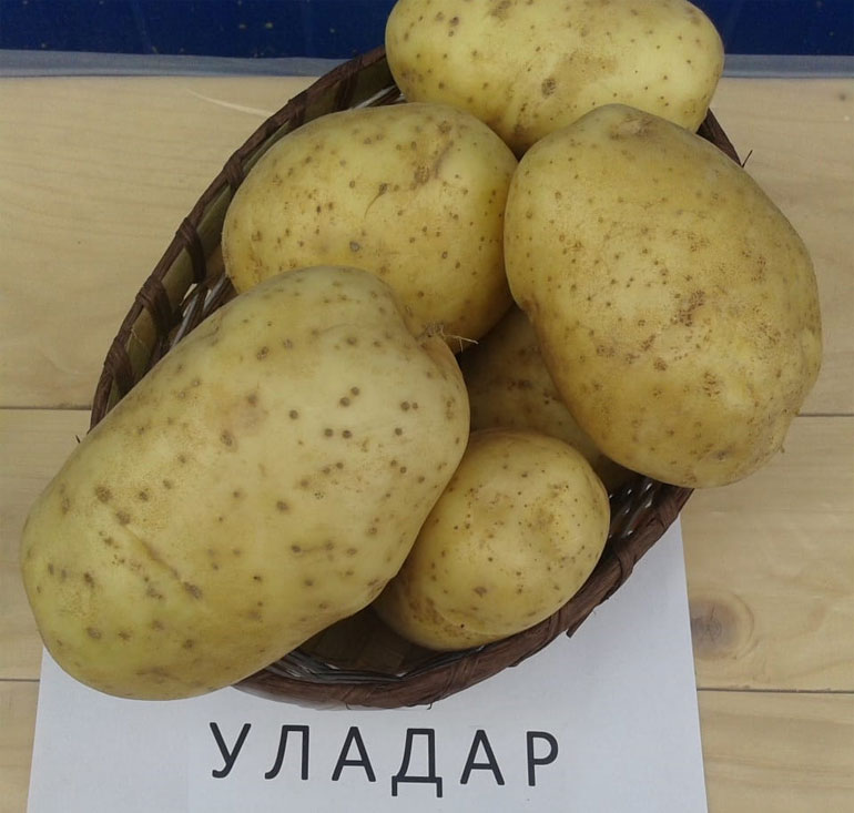 Картофель Уладар: характеристика сорта, отзывы, вкус, фото0