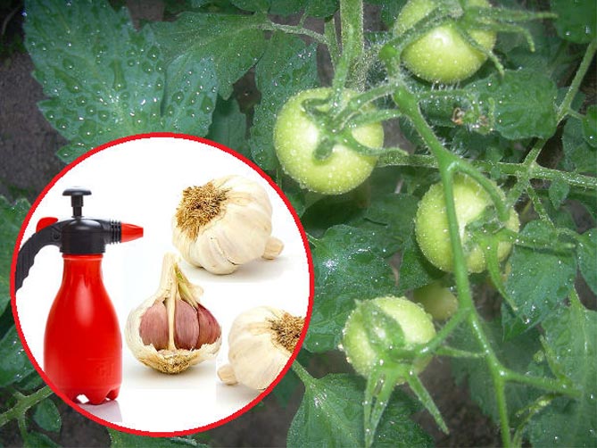 Чем обработать помидоры от фитофторы: народные средства и химикаты, профилактика21