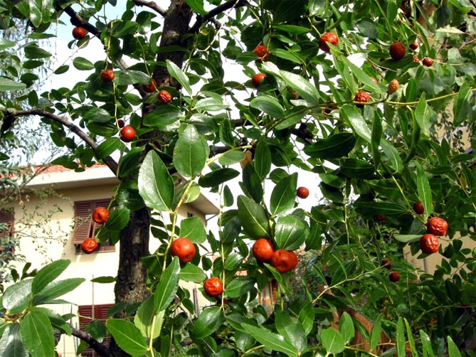 дерево унаби (китайский финик, зизифус) – посадка, выращивание и уход, сорта13