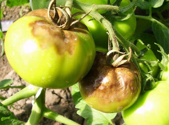 Чем обработать помидоры от фитофторы: народные средства и химикаты, профилактика13