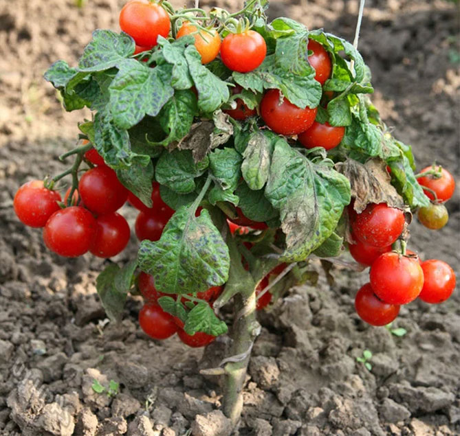 Прищипка и прищипка помидоров в теплице пошагово — схема, фото14